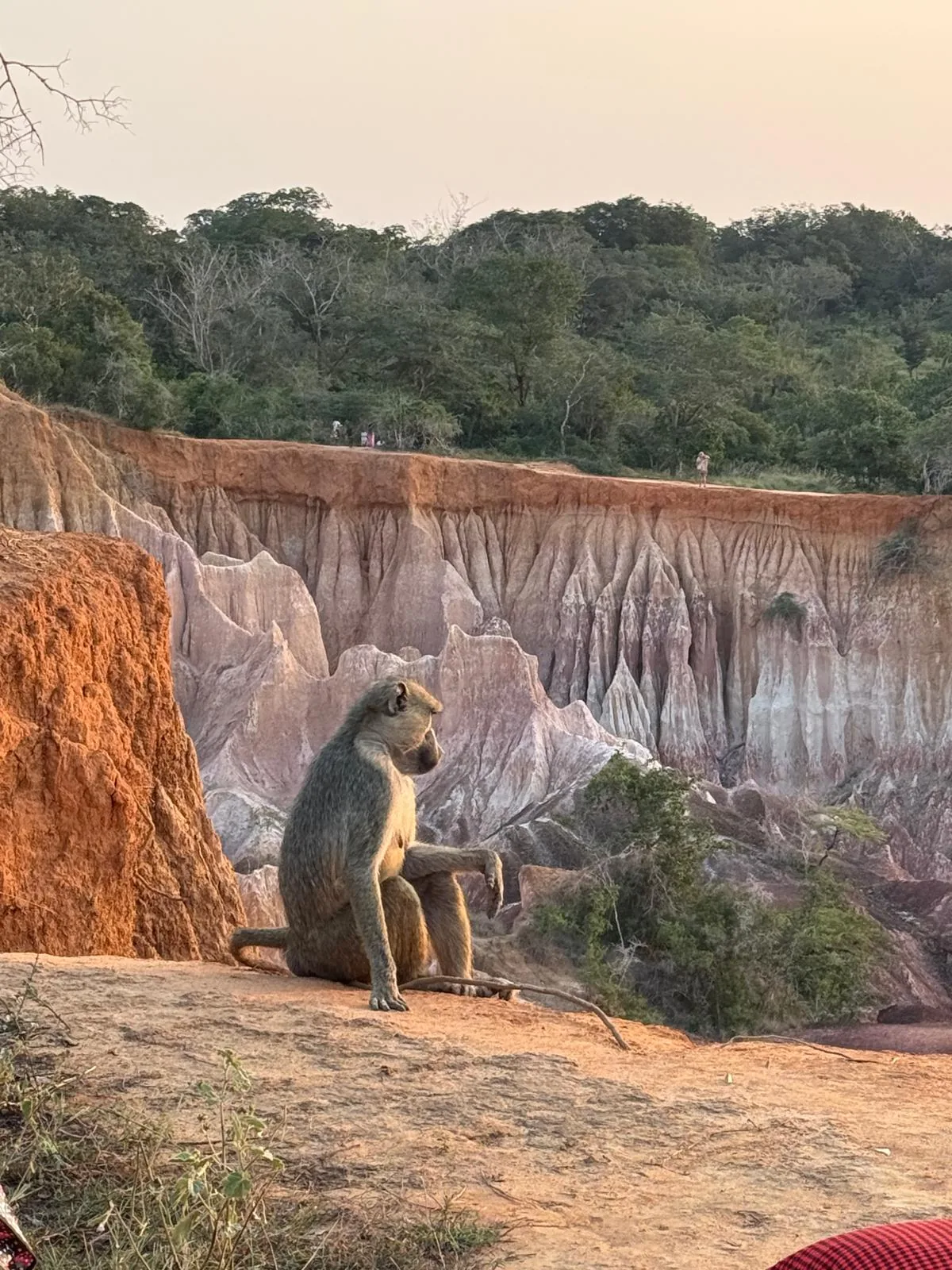 A baboon sitting on a rocky ledge above the canyon