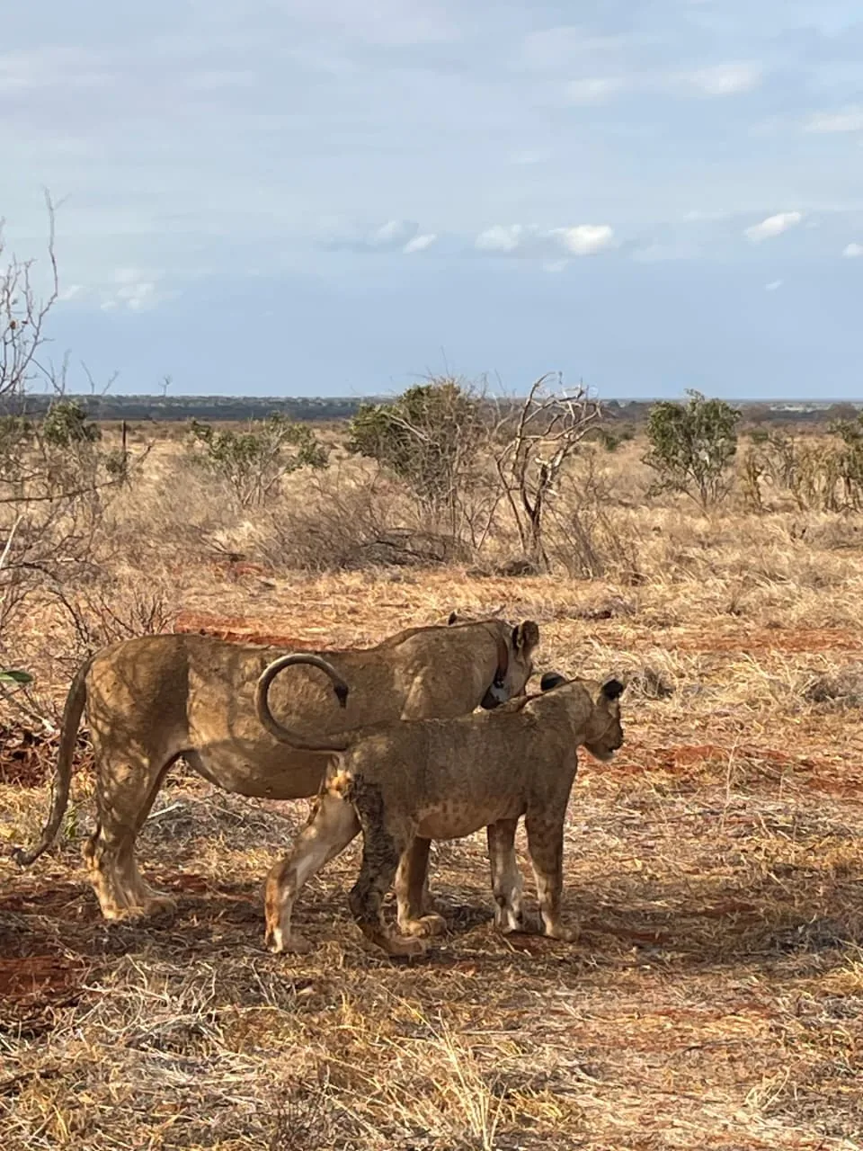 Two lions standing together in dry grassland