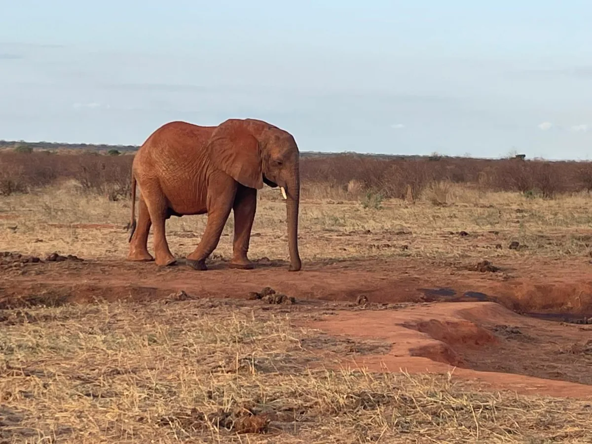 An elephant walking across a red-earth track in open scrubland